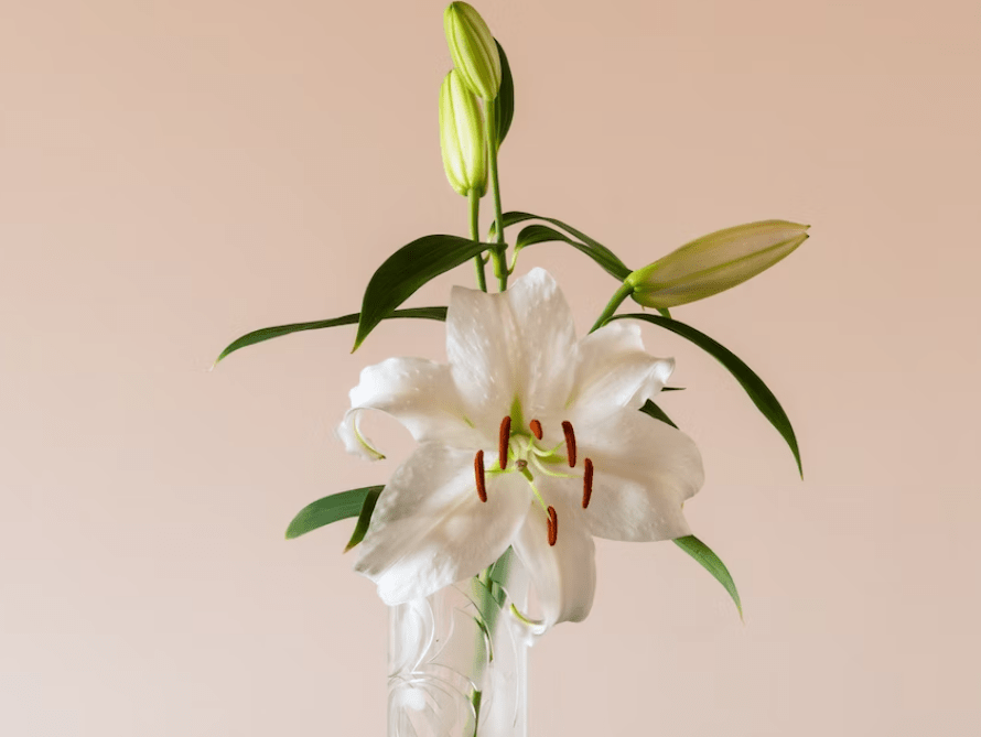 Mother's Day Gift Ideas 10 Flowers to Give Your Mother Spencers Florist