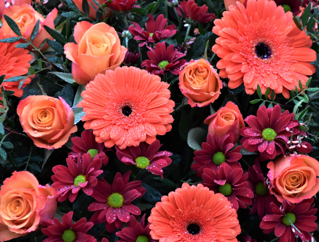 5 Flowers That Mean Friendship and Their Symbolism Bee Enchanted Florist