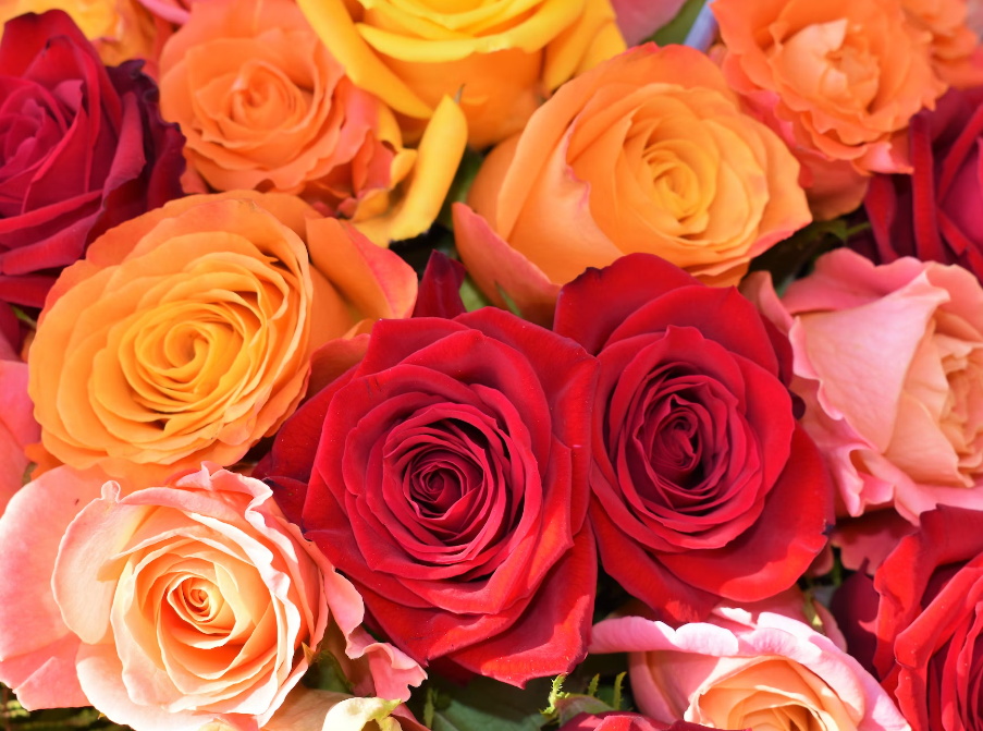 10 Most Romantic Flowers and Their Meanings JES Blooms