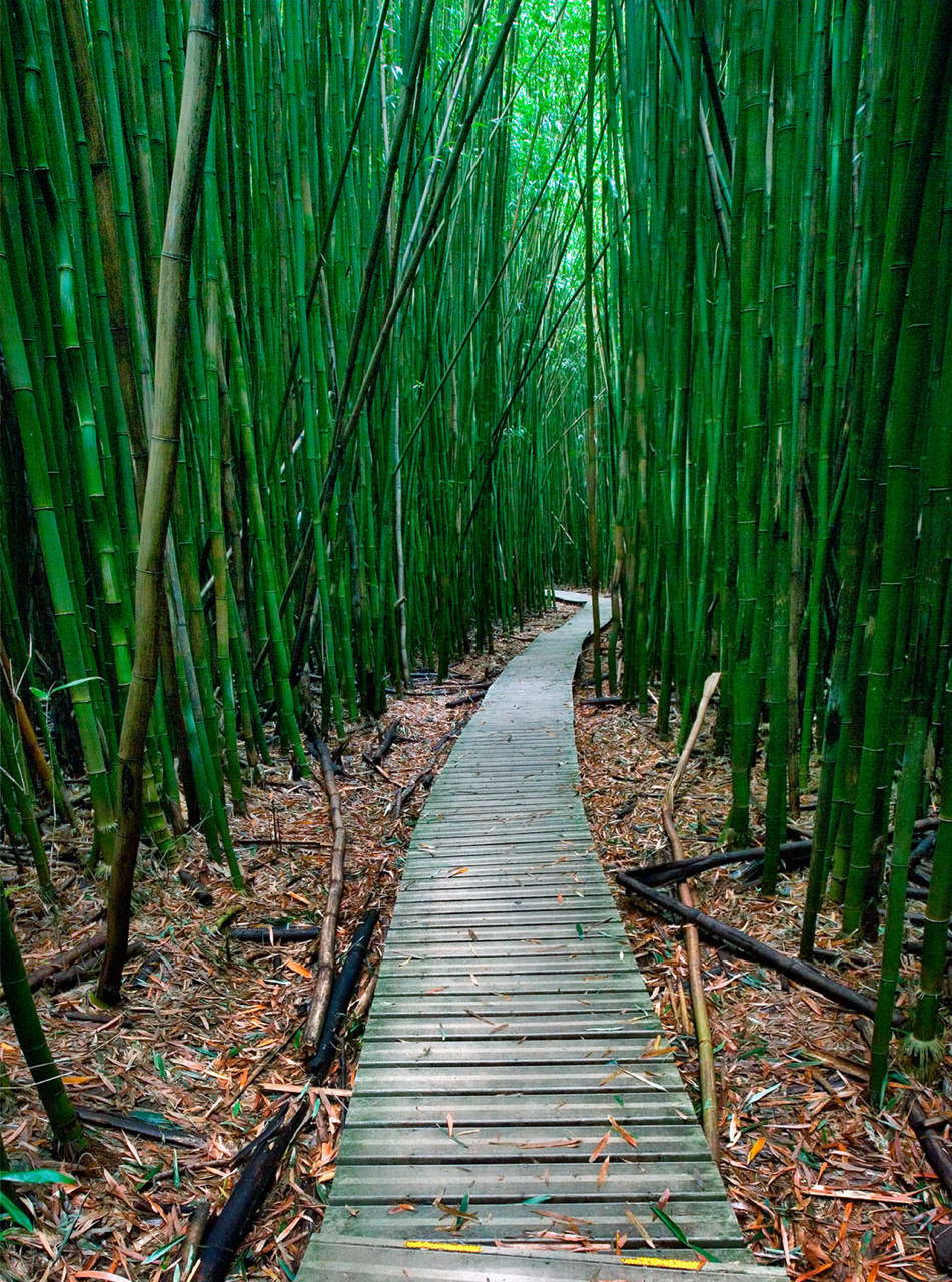 Bamboo Path Hāna Coast Gallery Maui Art Gallery Featuring the