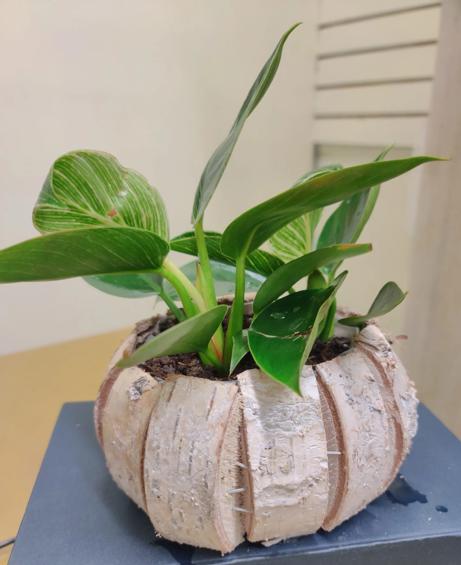 Birch Planter Hana Floral Designs and Co.