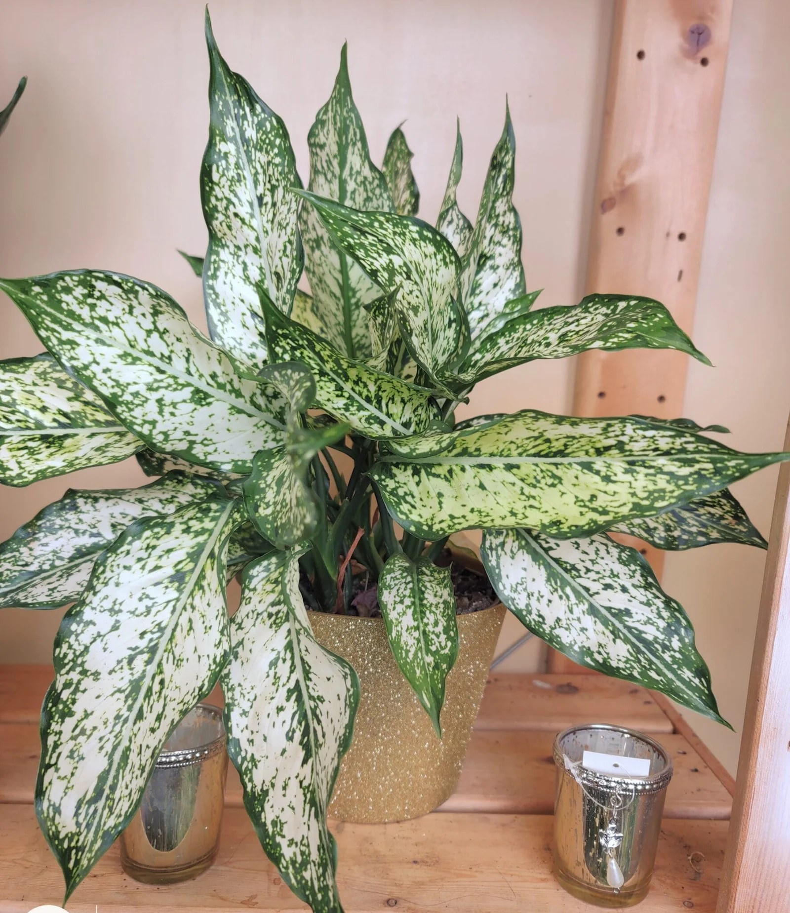 Variegated Peace Lilly Plant Hana Floral Designs and Co.