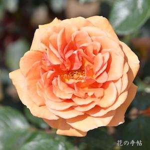 バラ アシュラム｜ROSE Ashram｜ハイブリットティ｜2500品種の薔薇を作出者・交配親などのデータと美しい