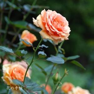 バラ アシュラム｜ROSE Ashram｜ハイブリットティ｜2500品種の薔薇を作出者・交配親などのデータと美しい