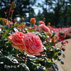 バラ アシュラム｜ROSE Ashram｜ハイブリットティ｜2500品種の薔薇を作出者・交配親などのデータと美しい
