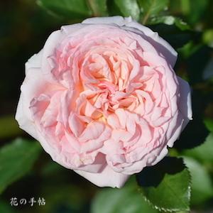 バラ イワテノハル｜薔薇 いわての春｜ROSE Iwatenoharu｜フロリバンダ｜2500品種の薔薇を作出者