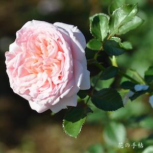 バラ イワテノハル｜薔薇 いわての春｜ROSE Iwatenoharu｜フロリバンダ｜2500品種の薔薇を作出者