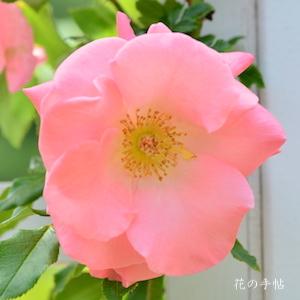バラ リバプールエコー｜ROSE Liverpool Echo｜フロリバンダ｜2500品種の薔薇を作出者・交配親など