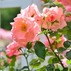 バラ リバプールエコー｜ROSE Liverpool Echo｜フロリバンダ｜2500品種の薔薇を作出者・交配親など