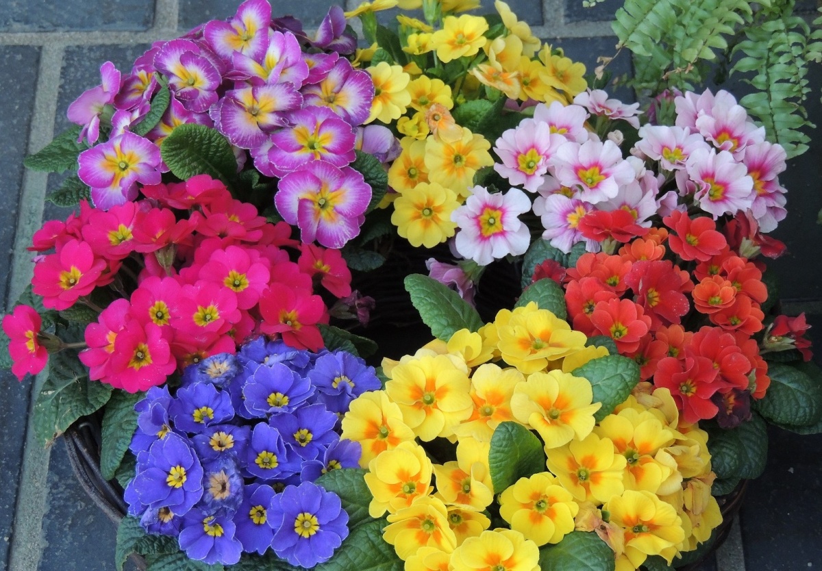 プリムラの花言葉／極寒の季節に咲く青春のシンボルの花 花言葉のはなたま