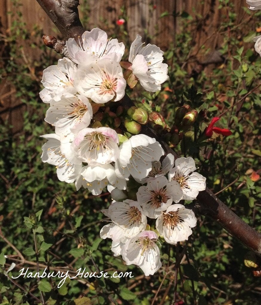 Minnie Royal low chill cherry blossoms socal Hanbury House