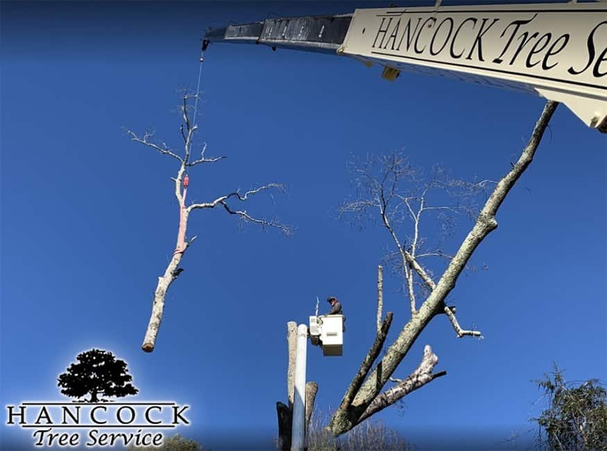 Crane Service Hancock Tree Service