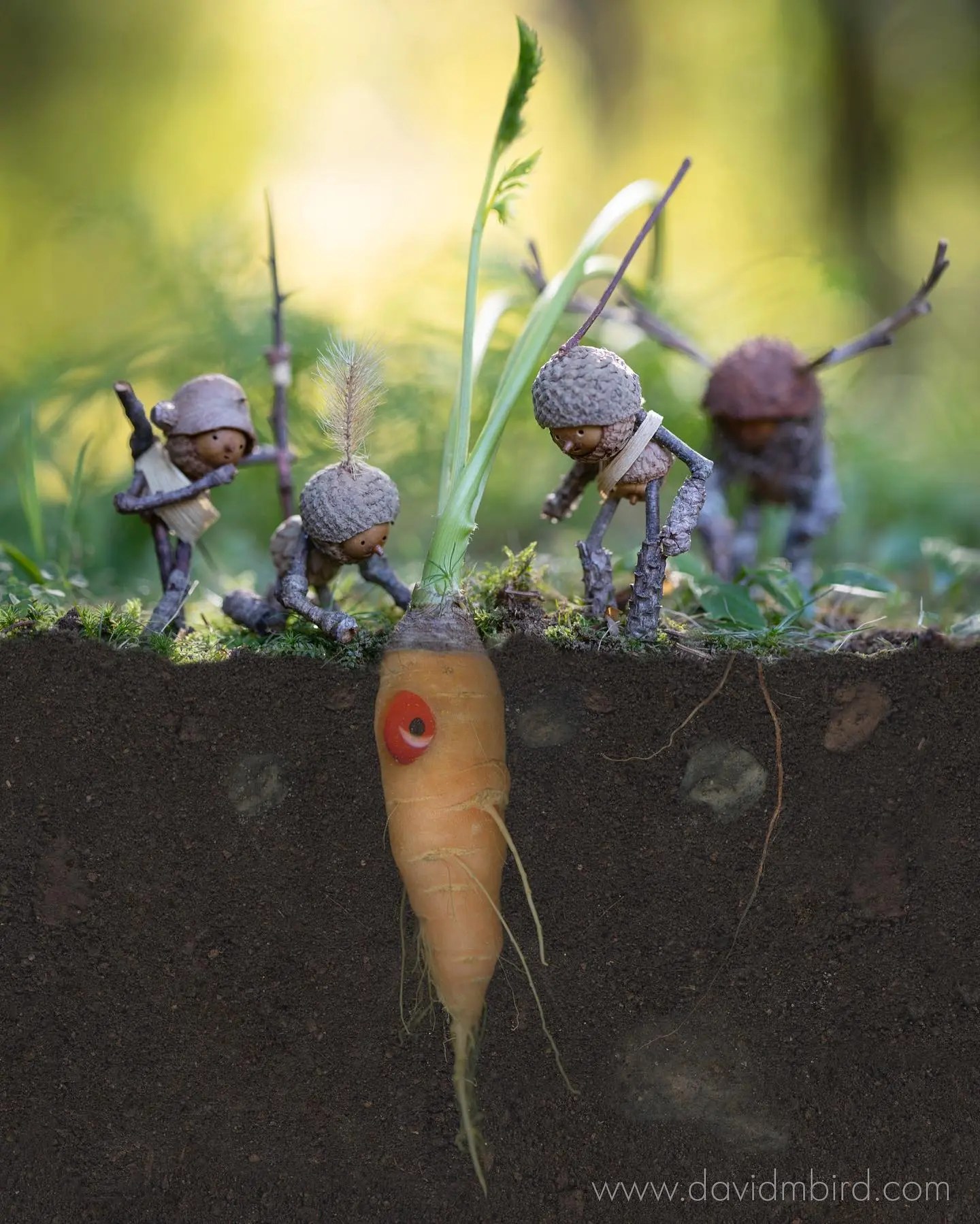 David M. Bird's Forest Friends The Story of Unique Becorns world
