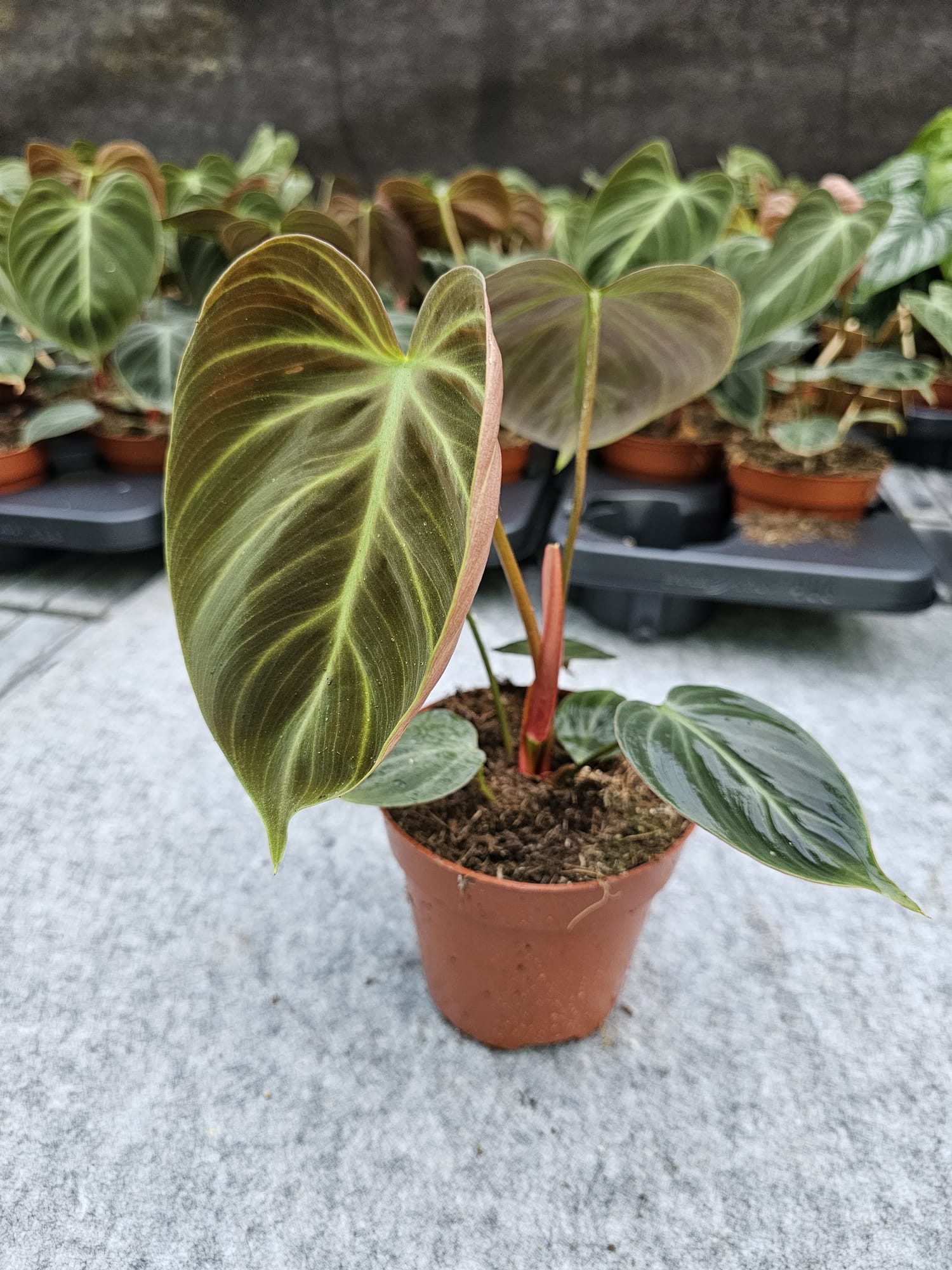 Philodendron El Choco Red