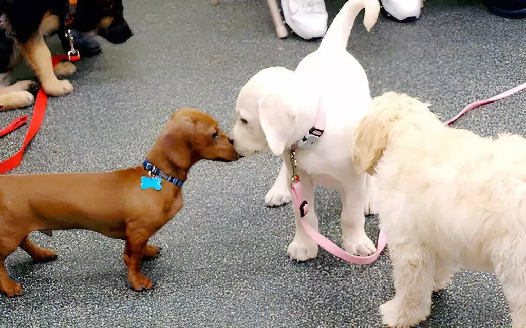 Puppy Play Group Hands on Dog Training