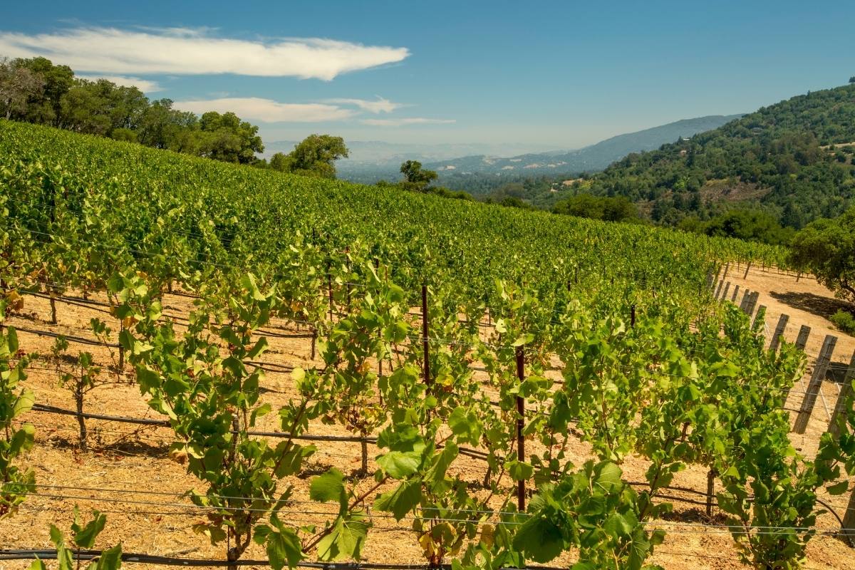 Los Gatos Property Management Hands On Property Management