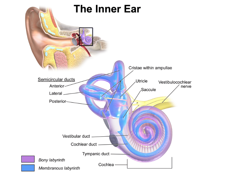 Understanding the Vestibular System and Dizziness Hands On Pt