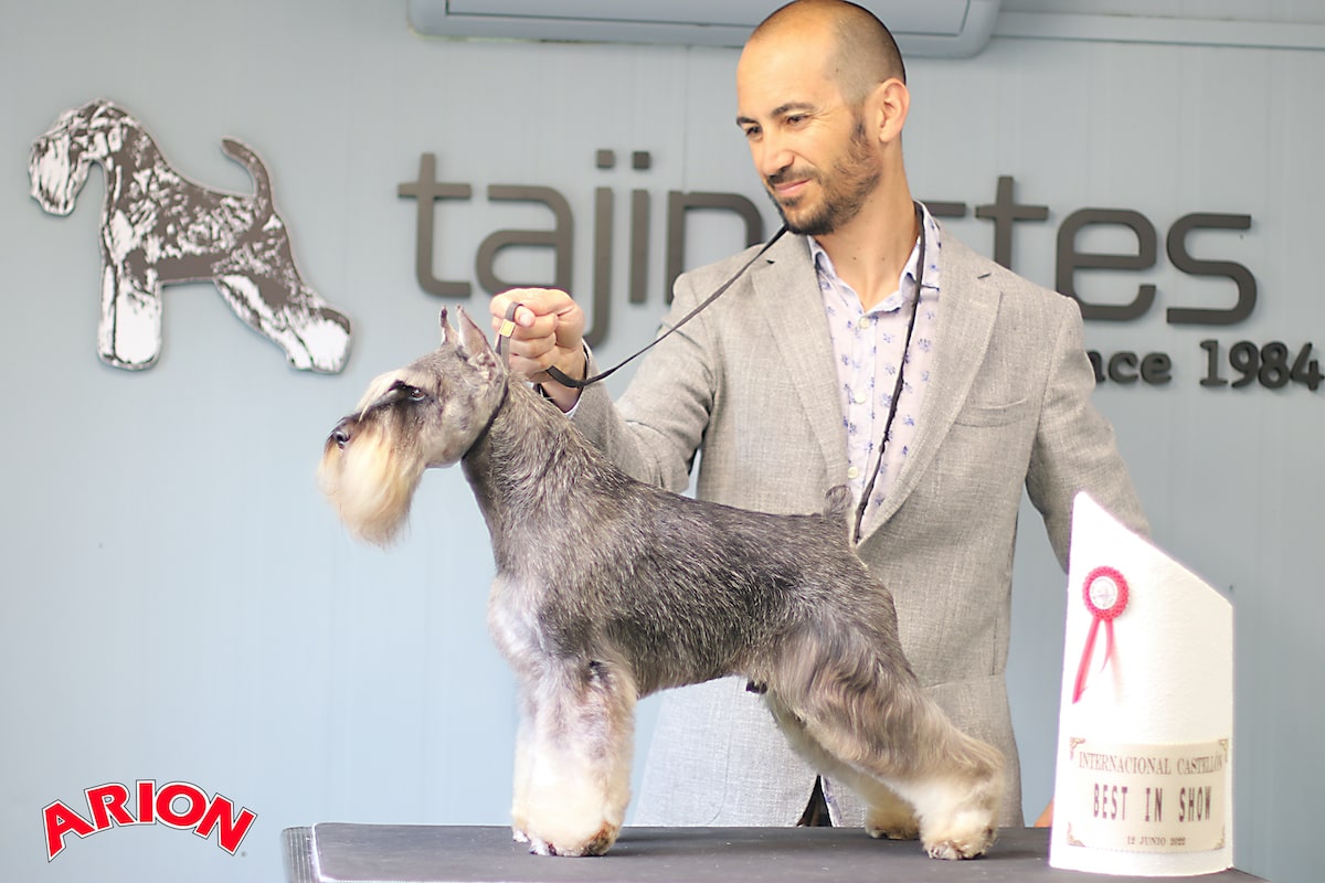 Luis Martín del Río Schnauzer Hand Stripping