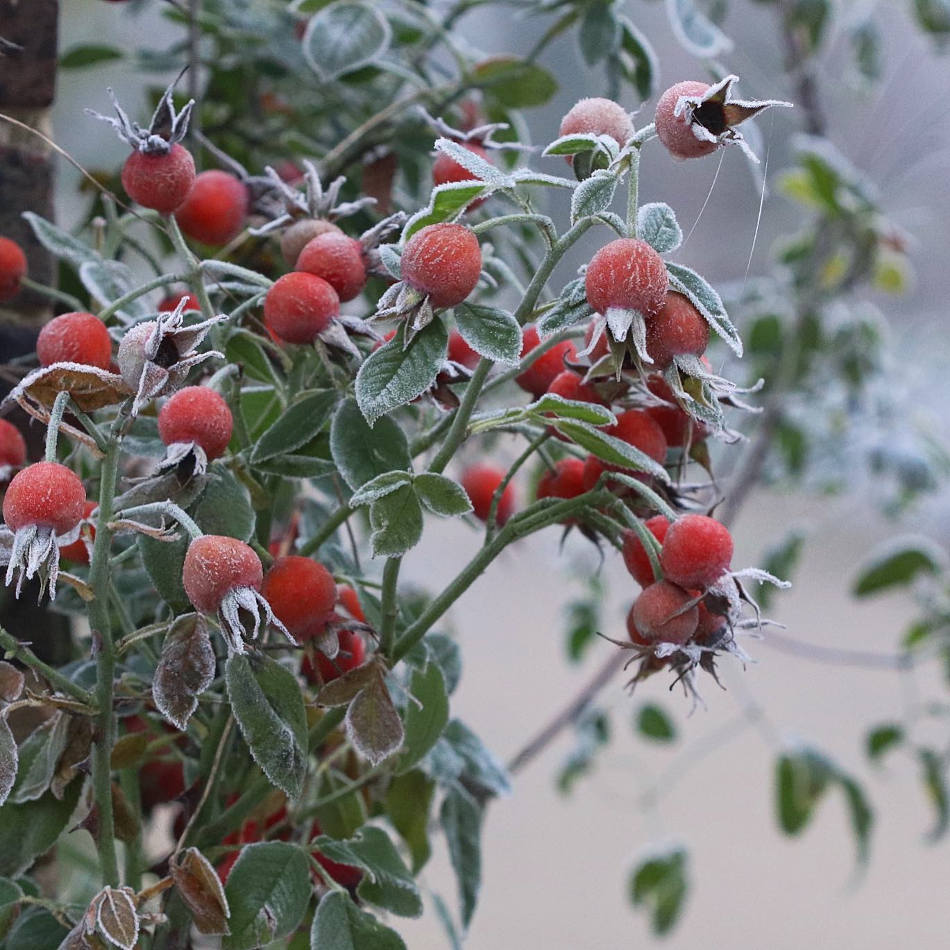 Grow Roses From Rose Hips Easiest Ways! Handy Gardening