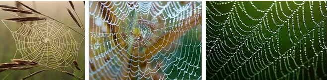 как нарисовать паутину с пауком