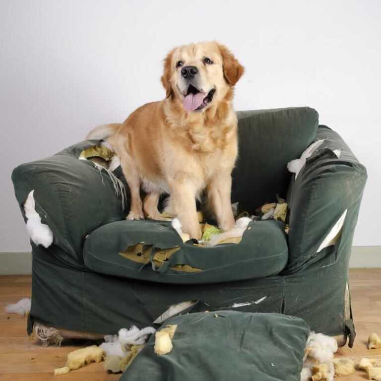 How to Stop Your Dog from Chewing on Furniture