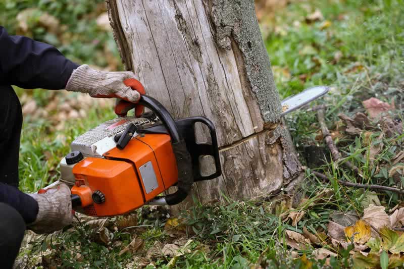 How to Remove a Tree on Your Property The Different Options Explained