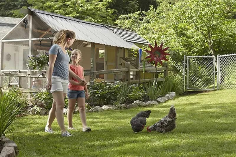 A Quick Guide To Raising Backyard Chickens