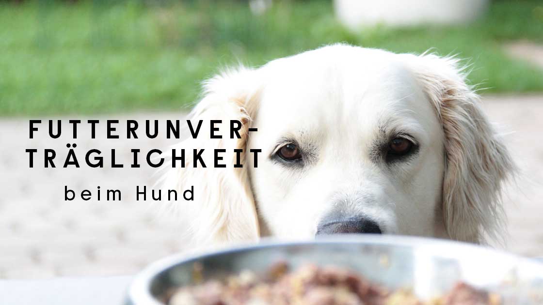 Futterunverträglichkeit beim Hund Was kann ich tun?