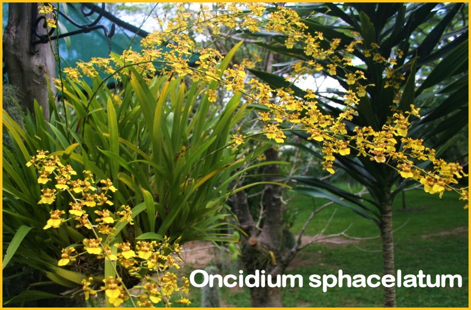 Orchids for Sale An Orchid Nursery located in Malindi, Kenya