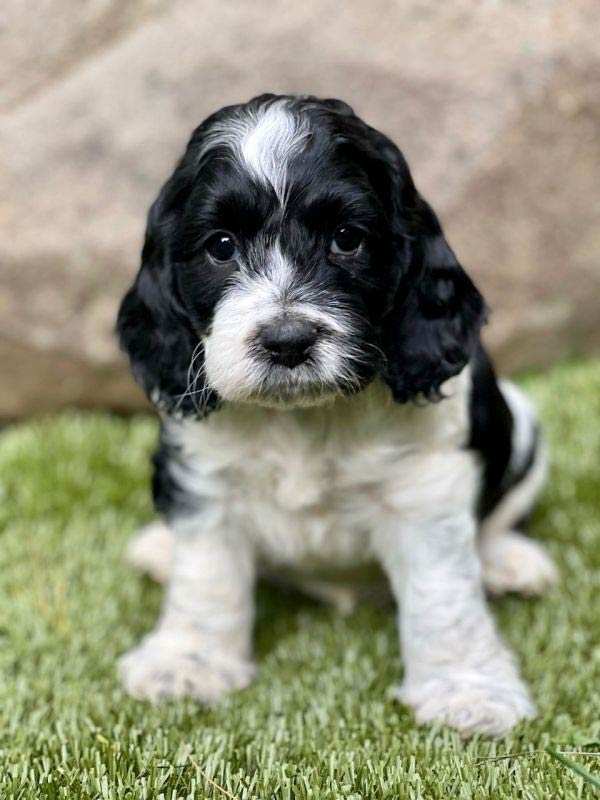 Cockapoo Breeders in Ohio [2024] List of 8 Local Breeders