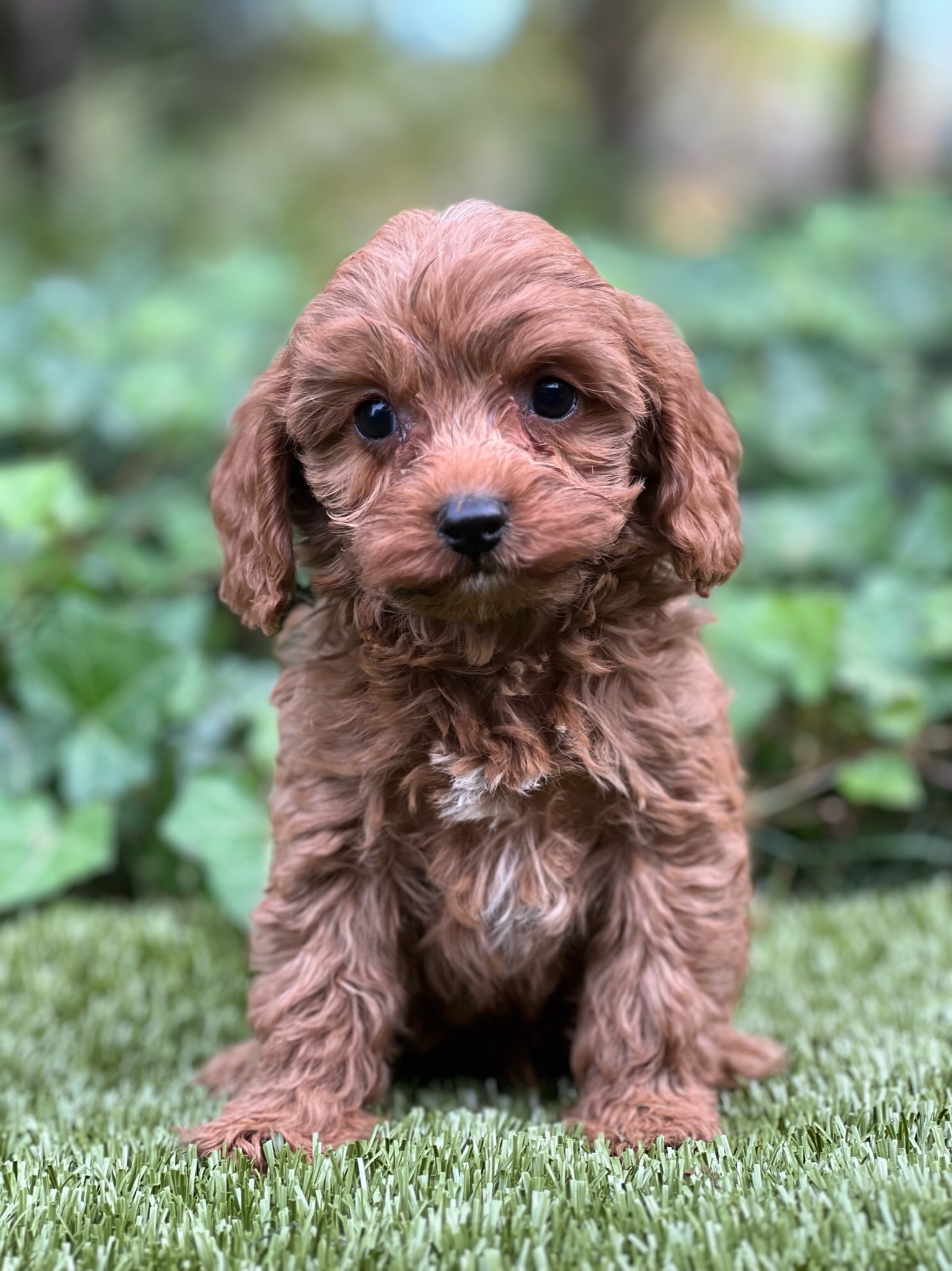 Jake Hannah's Cavapoos