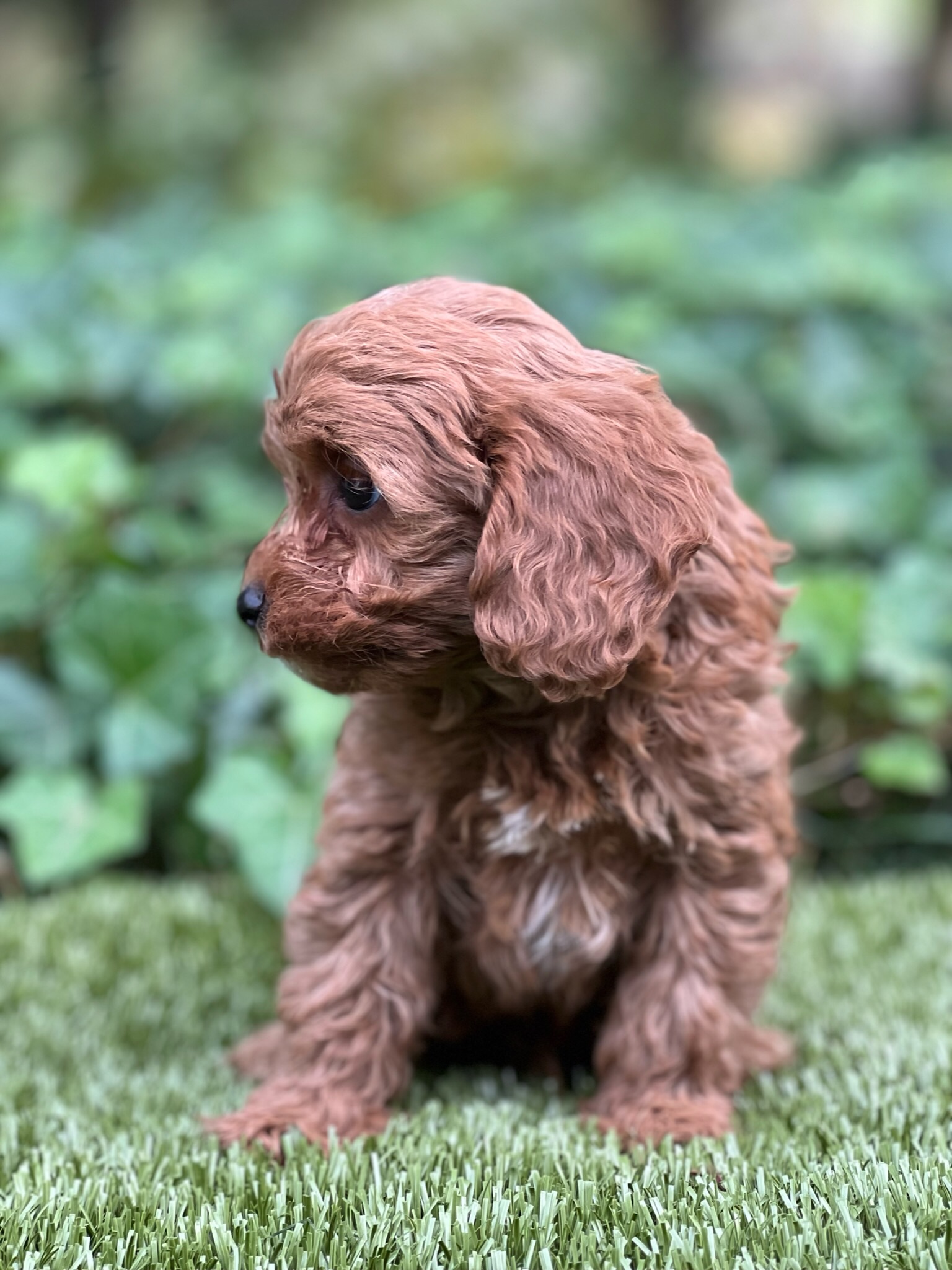Jake Hannah's Cavapoos