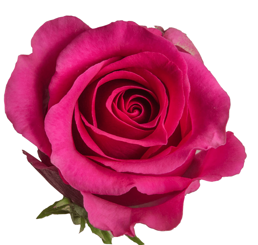 PREMIUM ROSES Hanna Roses