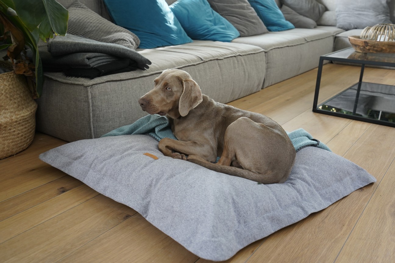 Cama de perro grande tipo cojín Kuadrata HANNIKO