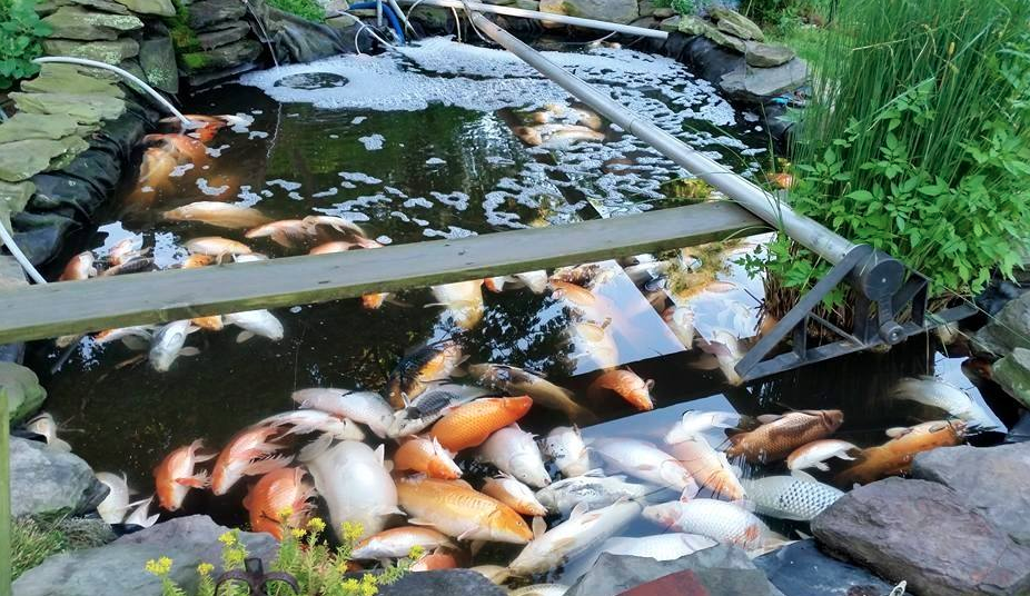 The Science of Water > Hanover Koi Farms