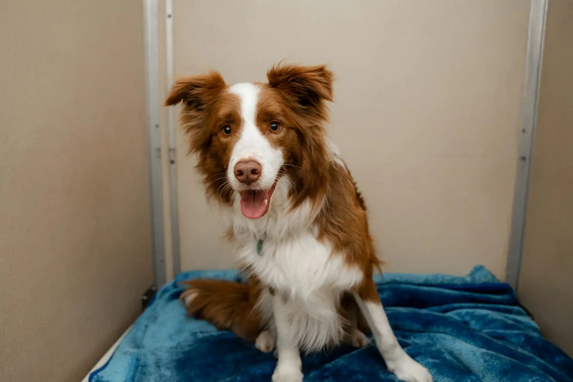 Hanrob Brisbane Premium Pet Care at Brisbane Airport