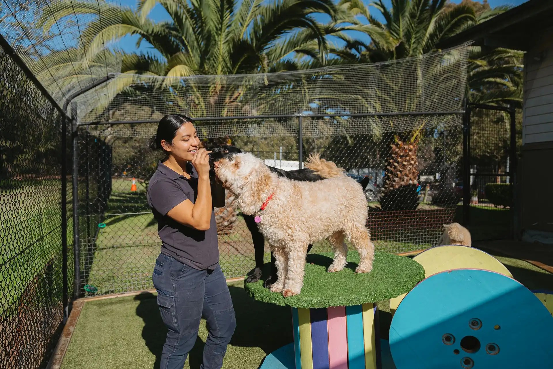Engaging Dog Daycare at Sydney Airport Hanrob Pet Hotels