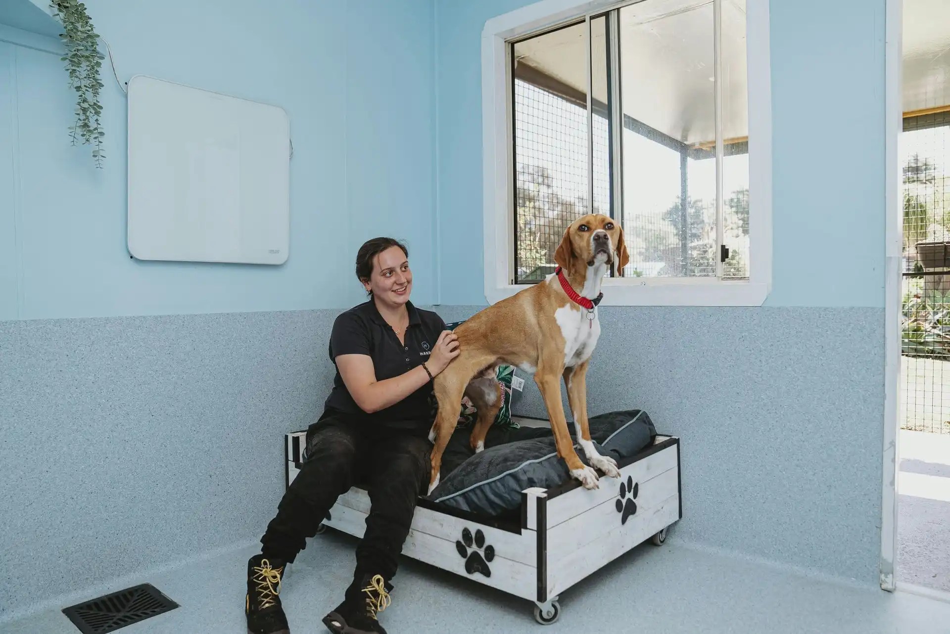 Sydney Dog and Cat Boarding Hanrob Pet Hotels Sydney