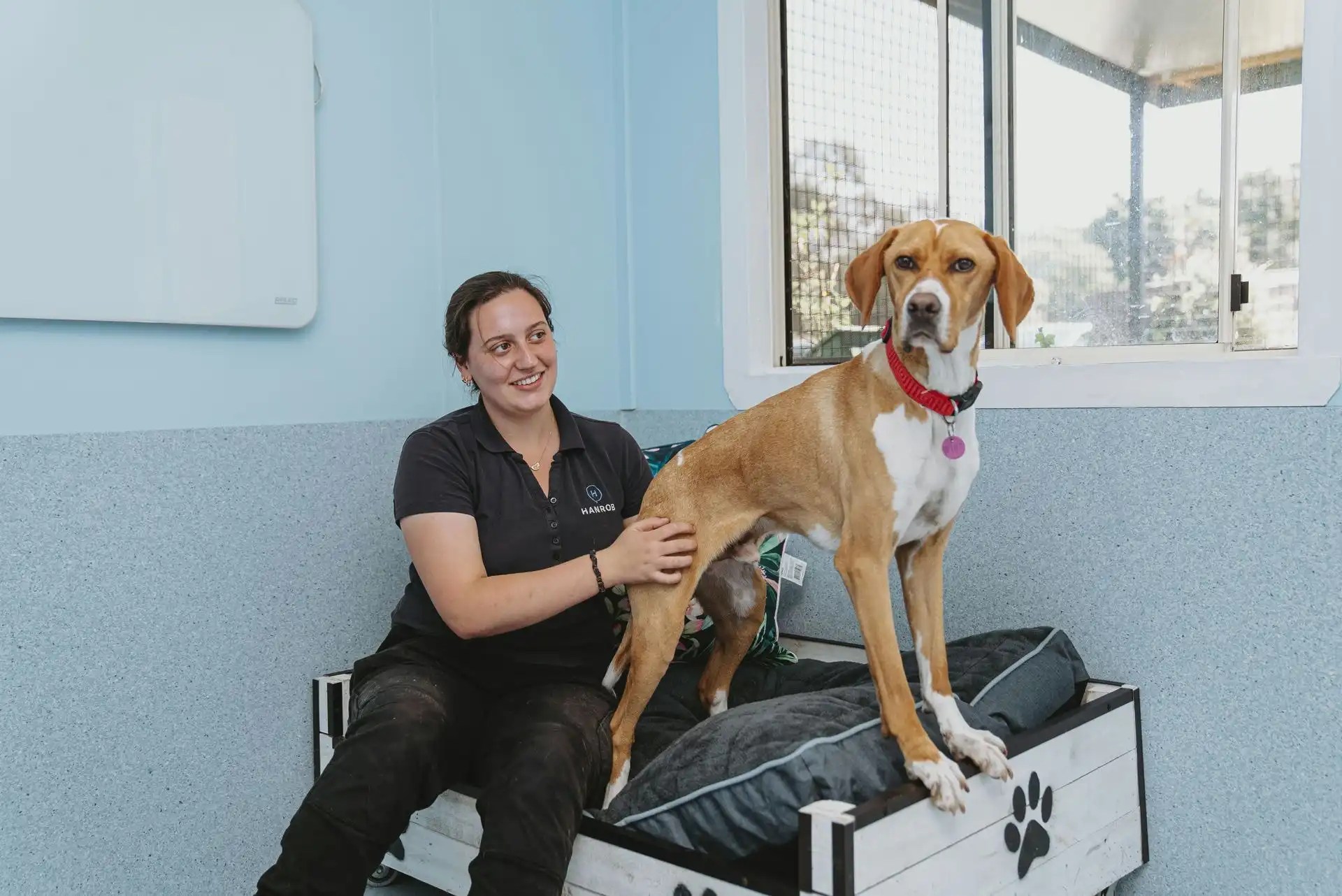 Professional Dog Boarding Services at Sydney Airport Hanrob Pet Hotels
