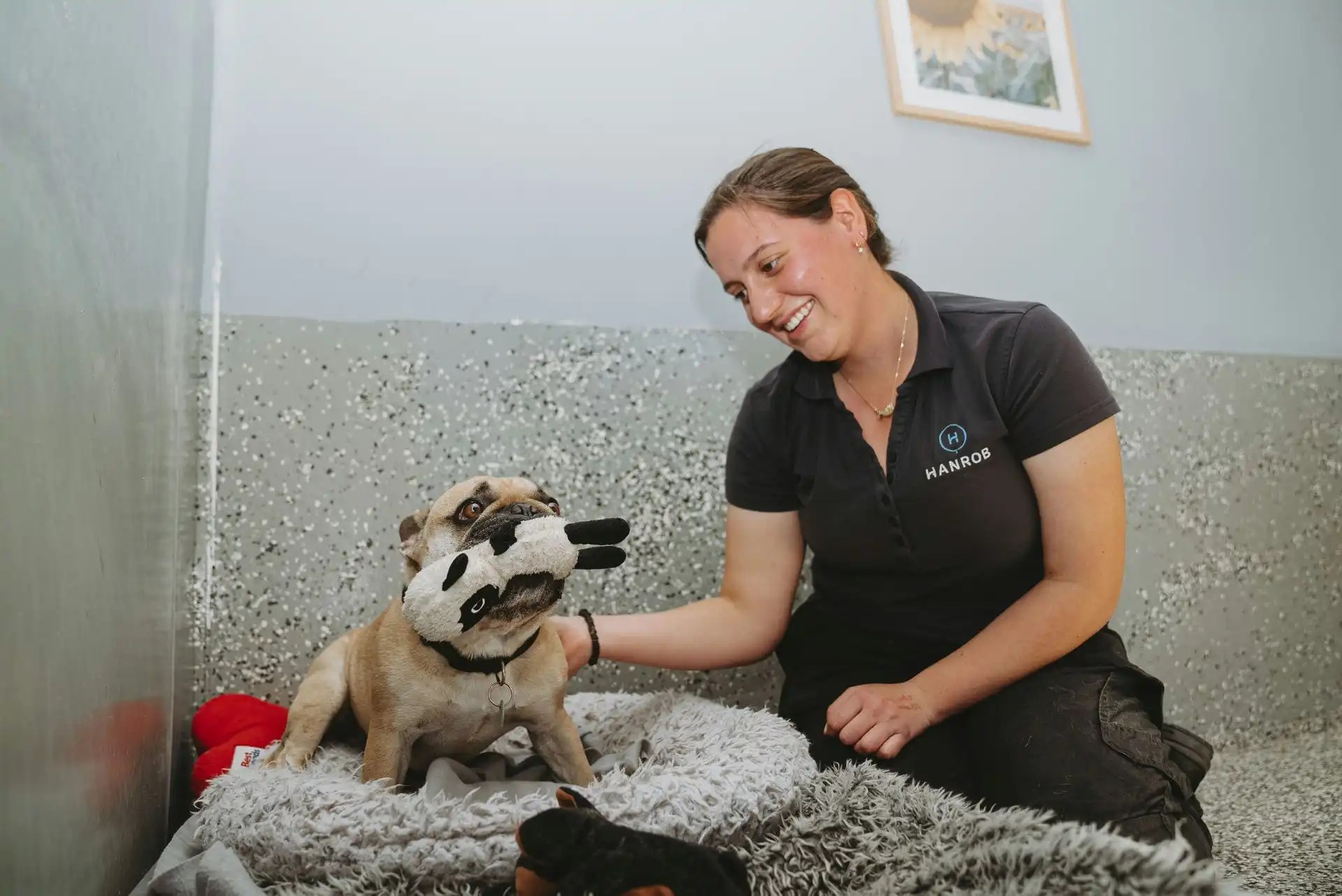 Hanrob Dog Boarding Brisbane A Holiday for Your Dog