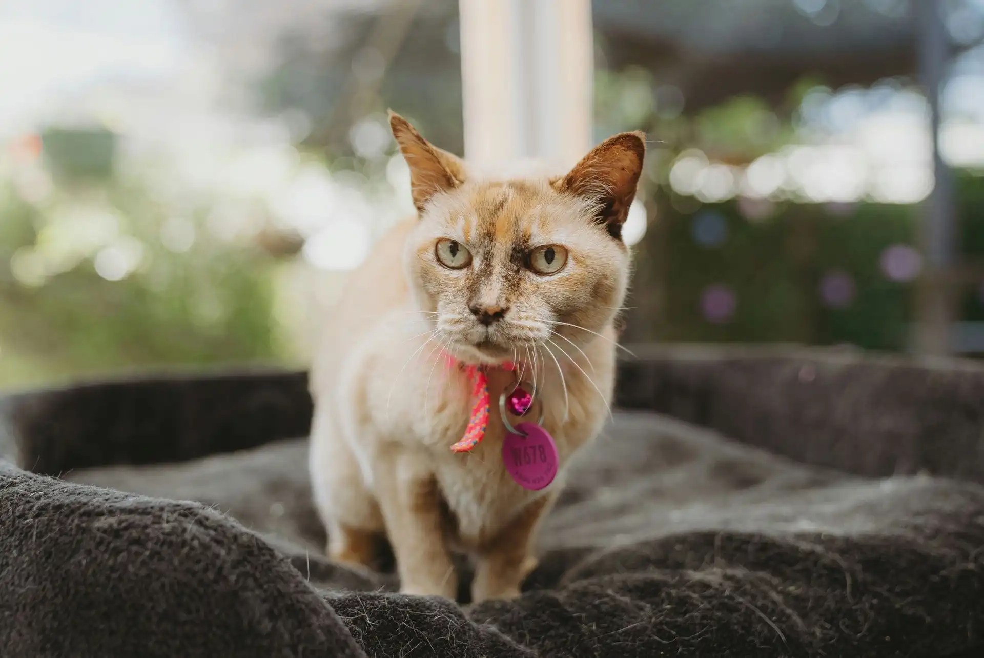 Hanrob Cattery Canberra The Best Cat Boarding Canberra