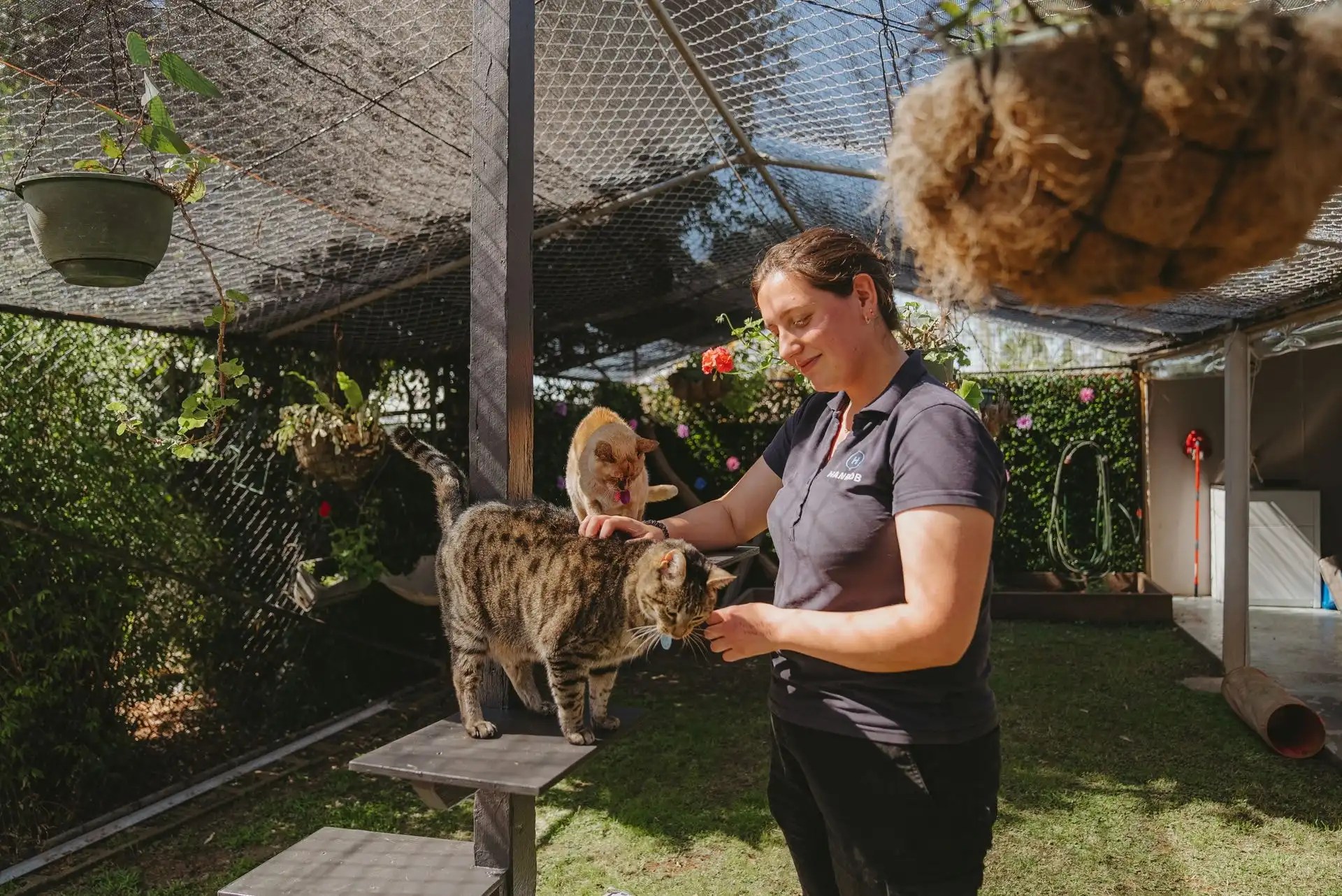 Sydney Dog and Cat Boarding Hanrob Pet Hotels Sydney