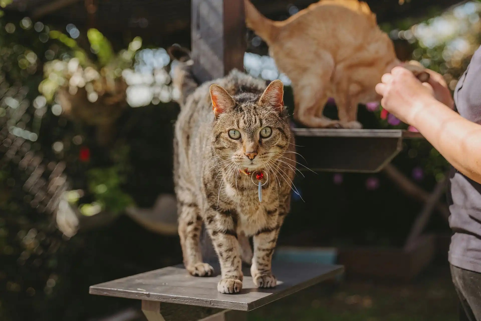 Hanrob Cattery Canberra The Best Cat Boarding Canberra