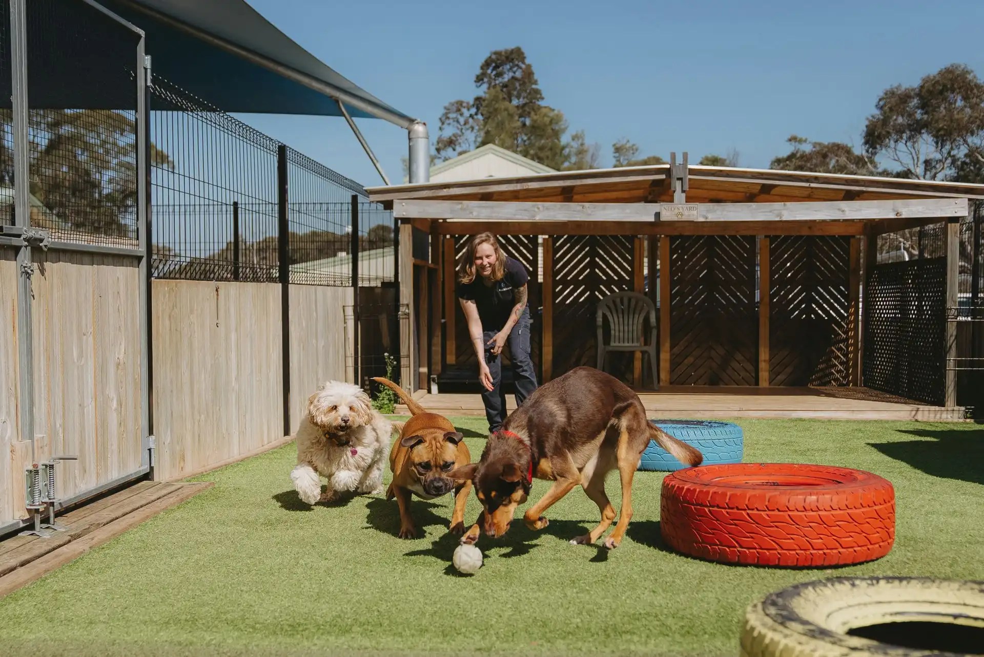 Active Dog Daycare in Canberra Hanrob Pet Hotels