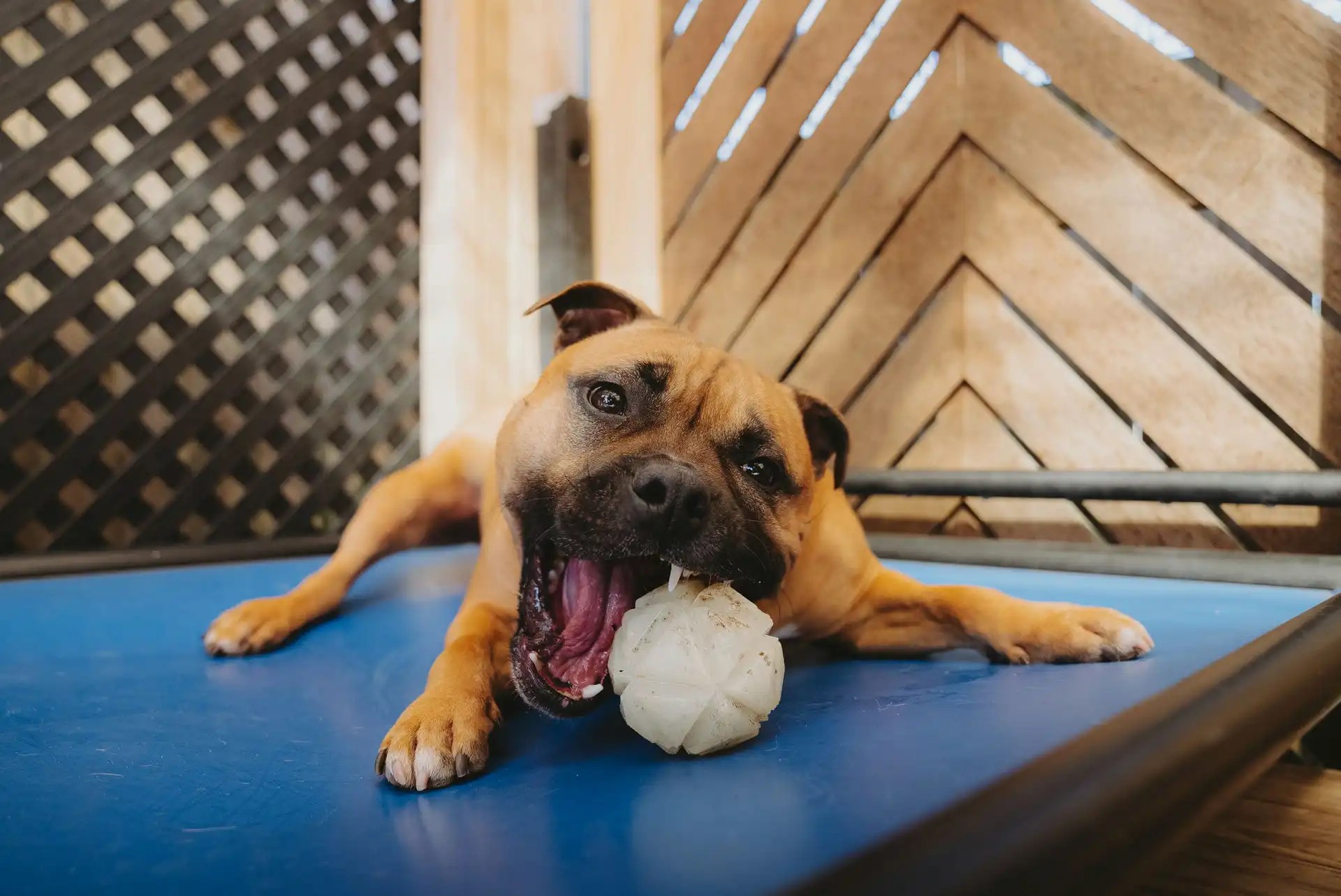 Active Dog Daycare in Canberra Hanrob Pet Hotels