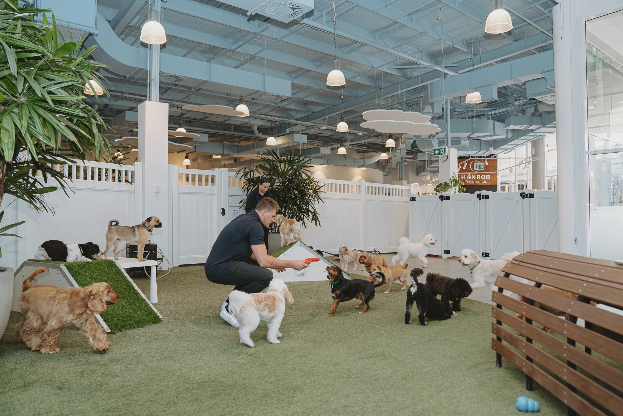 60 Off Dog Daycare Pass Hanrob Pet Hotels