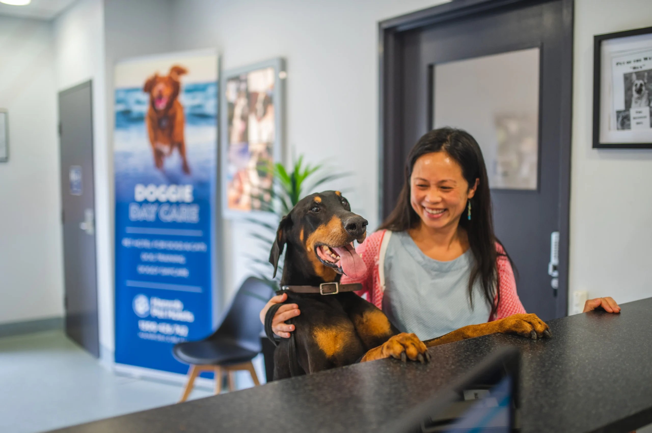 Expert Dog Boarding in Melbourne Hanrob Pet Hotels