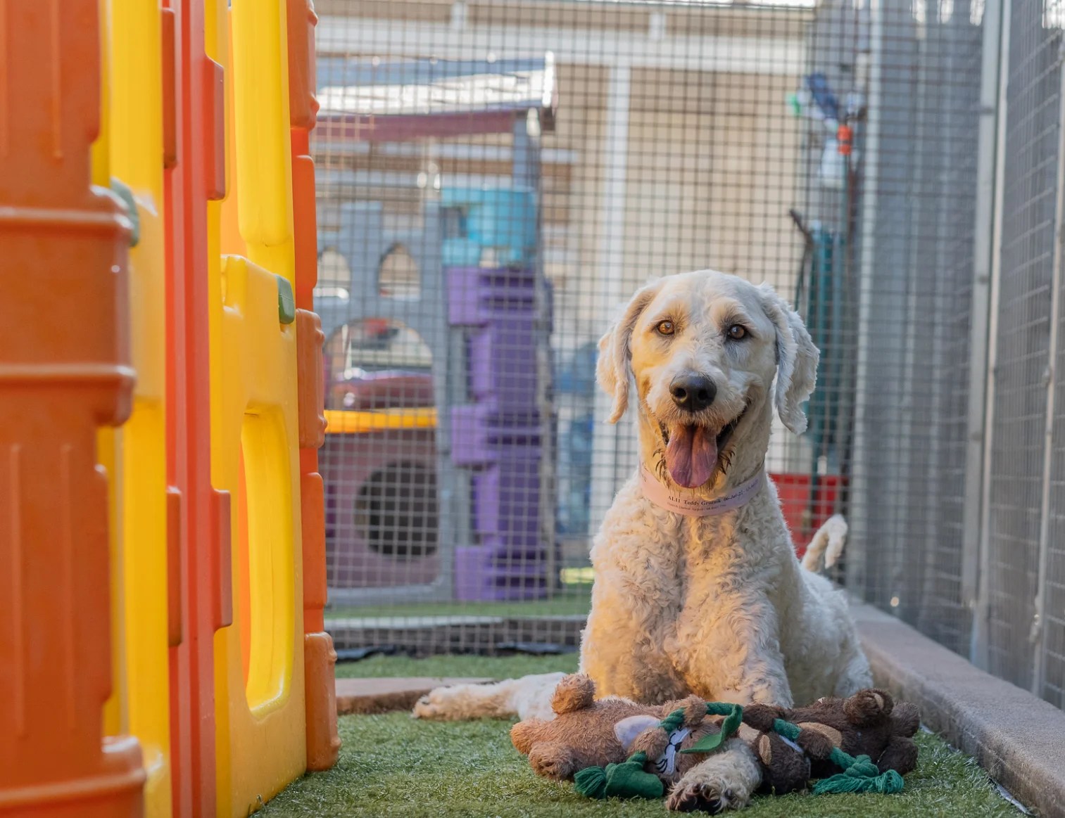 Reliable Dog Boarding in Darwin Hanrob Pet Hotels