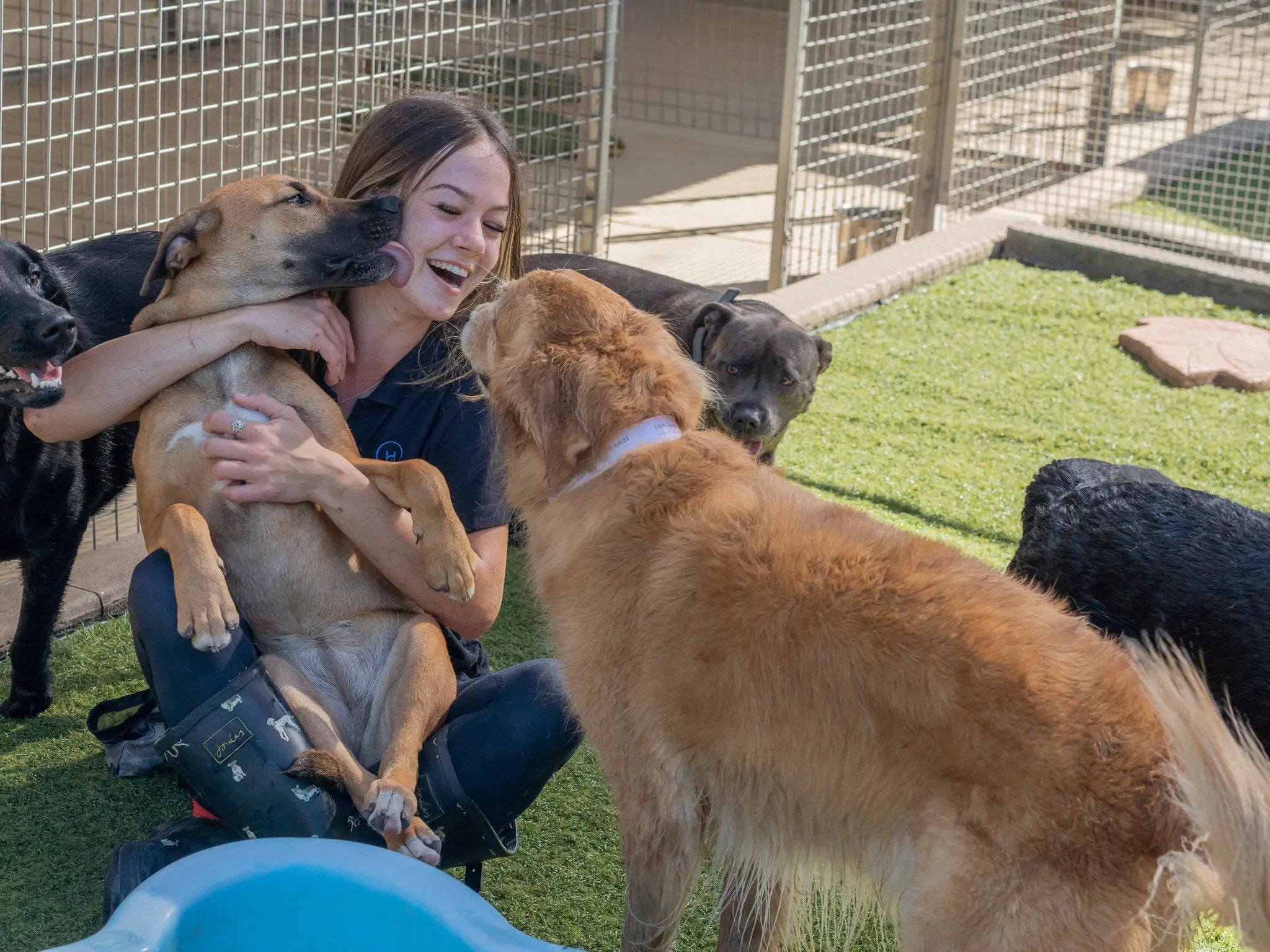 Hanrob Dog Boarding Kennels & Dog Hotel A Holiday For Dogs