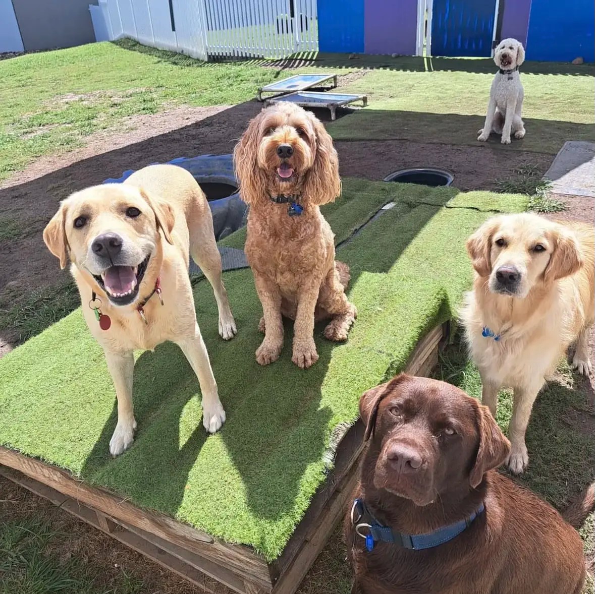 Fun Dog Daycare in Brisbane Hanrob Pet Hotels